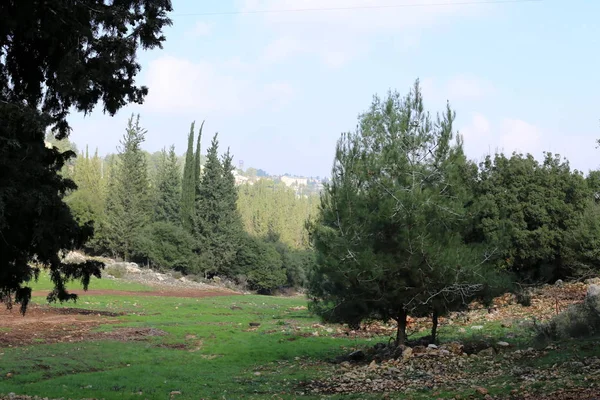 Natur Und Blumenbilder Aus Nächster Nähe Norden Des Bundesstaates Israel — Stockfoto