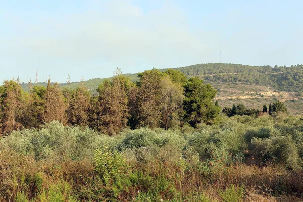 Images Nature Des Fleurs Gros Plan Dans Nord Etat Israël — Photo