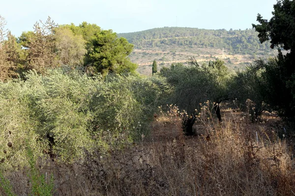 Фотографии Природы Цветов Вблизи Севере Государства Израиль — стоковое фото