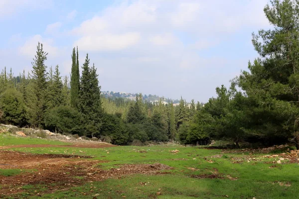 Foto Van Natuur Bloemen Close Het Noorden Van Staat Israël — Stockfoto