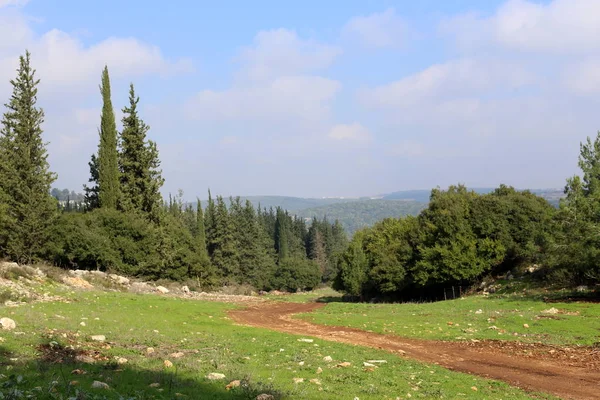 イスラエル共和国の州の北のクローズ アップを自然と花の写真 — ストック写真