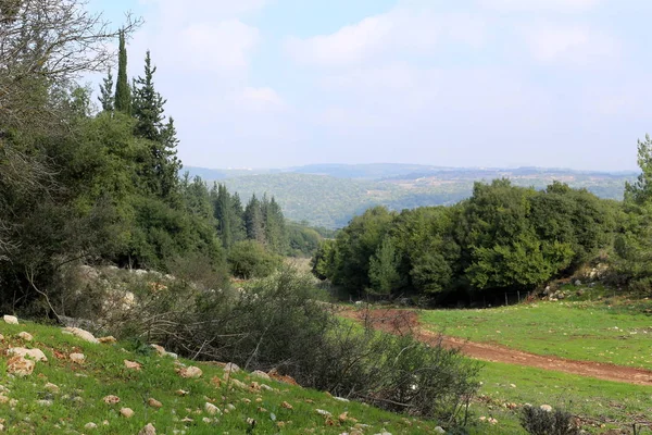 Foto Van Natuur Bloemen Close Het Noorden Van Staat Israël — Stockfoto