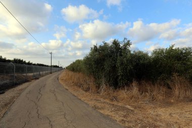 dağ yolunda İsrail devletinin kuzey ormanında 