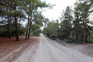 dağ yolunda İsrail devletinin kuzey ormanında 