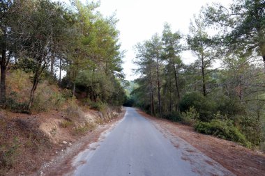 dağ yolunda İsrail devletinin kuzey ormanında 