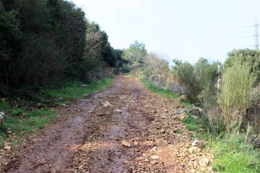 dağ yolunda İsrail devletinin kuzey ormanında 