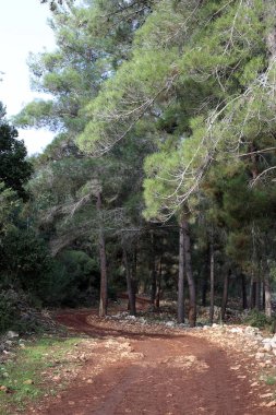 dağ yolunda İsrail devletinin kuzey ormanında 