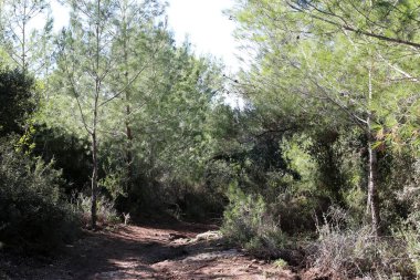 dağ yolunda İsrail devletinin kuzey ormanında 