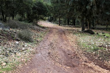 dağ yolunda İsrail devletinin kuzey ormanında 