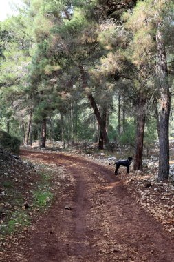 dağ yolunda İsrail devletinin kuzey ormanında 