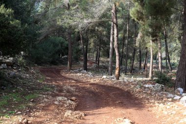dağ yolunda İsrail devletinin kuzey ormanında 