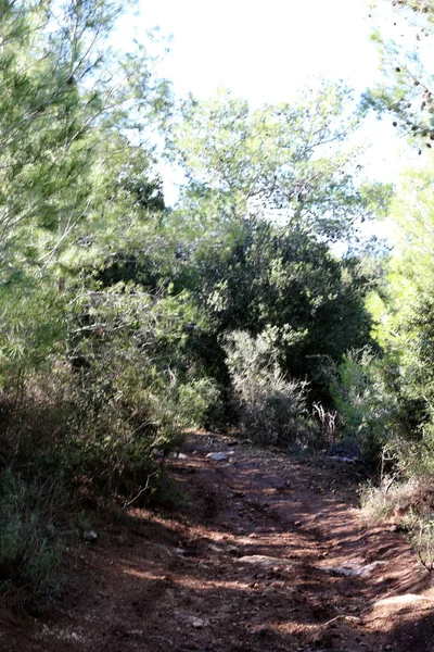 Strada Montagna Nella Foresta Nel Nord Dello Stato Israele — Foto Stock