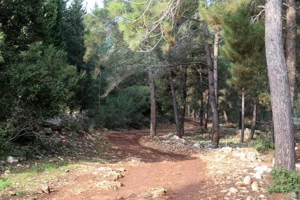 Mountain Road Forest North State Israel — Stock Photo, Image