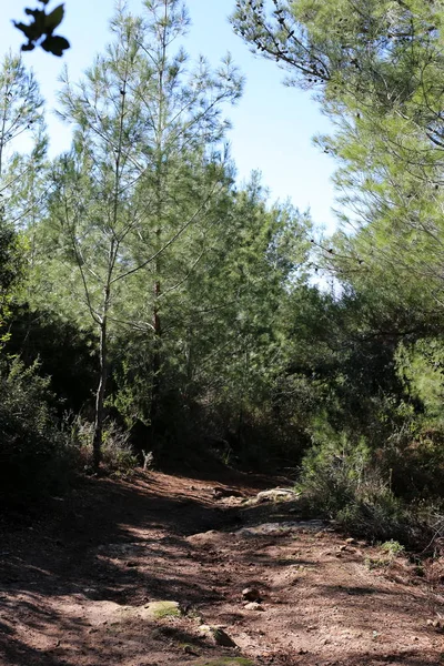 Camino Montaña Bosque Norte Del Estado Israel — Foto de Stock