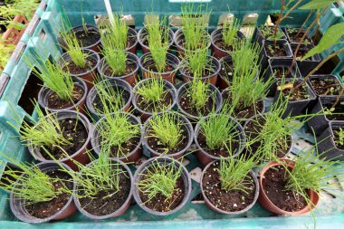 standları ve büyüyen çiçekler ve bitkiler için tencere 