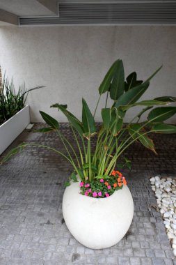 standları ve büyüyen çiçekler ve bitkiler için tencere 