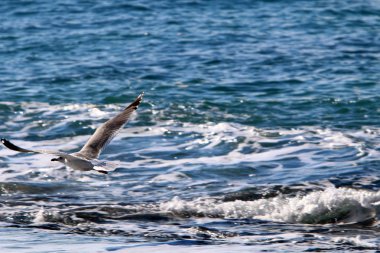 Akdeniz'de İsrail devletinin kuzey kıyısında 