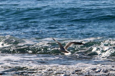 Akdeniz'de İsrail devletinin kuzey kıyısında 