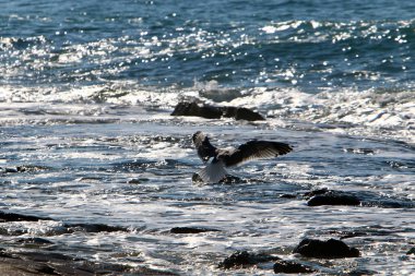 Akdeniz'de İsrail devletinin kuzey kıyısında 