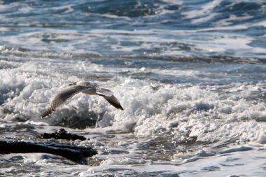 Akdeniz'de İsrail devletinin kuzey kıyısında 