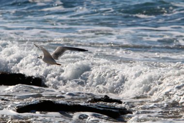 Akdeniz'de İsrail devletinin kuzey kıyısında 