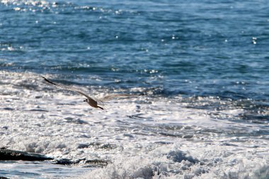 Akdeniz'de İsrail devletinin kuzey kıyısında 