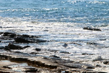 Akdeniz'de İsrail devletinin kuzey kıyısında 