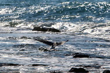 Akdeniz'de İsrail devletinin kuzey kıyısında 