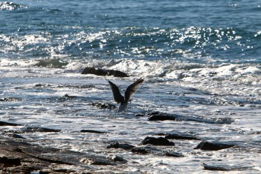 Akdeniz'de İsrail devletinin kuzey kıyısında 