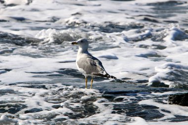 Akdeniz'de İsrail devletinin kuzey kıyısında 