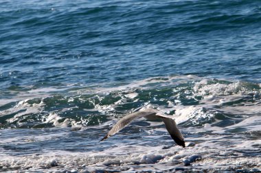 Akdeniz'de İsrail devletinin kuzey kıyısında 