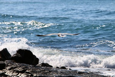 Akdeniz'de İsrail devletinin kuzey kıyısında 