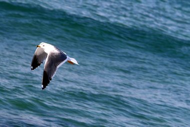 Akdeniz'de İsrail devletinin kuzey kıyısında 