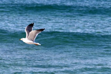 Akdeniz'de İsrail devletinin kuzey kıyısında 