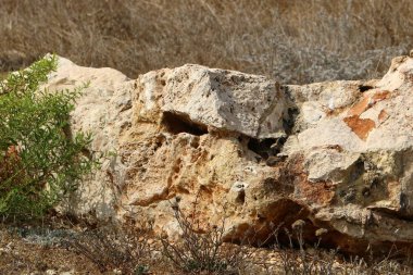 Kuzey İsrail şehir parkında taş yalan 