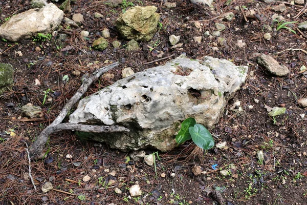 Pierres Trouvent Dans Parc Urbain Dans Nord Israël — Photo