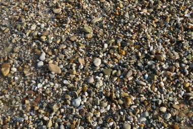 taşlar ve kabukları Kuzey İsrail'Akdeniz kıyısında