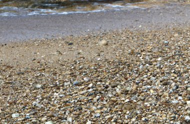 taşlar ve kabukları Kuzey İsrail'Akdeniz kıyısında