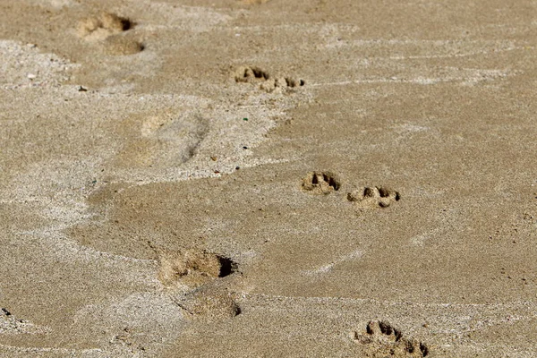 Kumdaki Kuzey İsrail'Akdeniz kıyısında 
