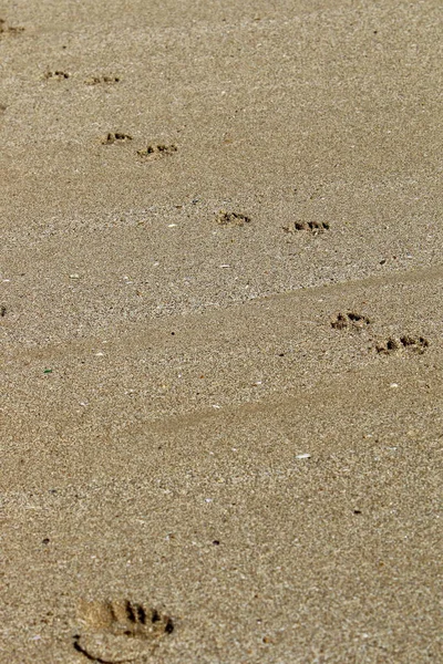Kumdaki Kuzey İsrail'Akdeniz kıyısında 