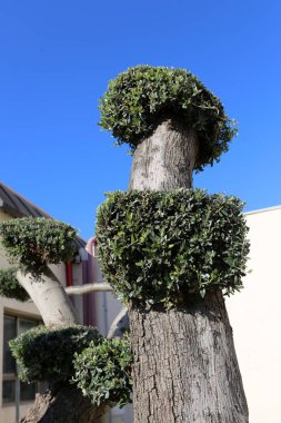 Kuzey İsrail'Doğa ve kış çiçek resimlerini kapat 