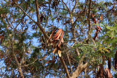 Kuzey İsrail'Doğa ve kış çiçek resimlerini kapat 