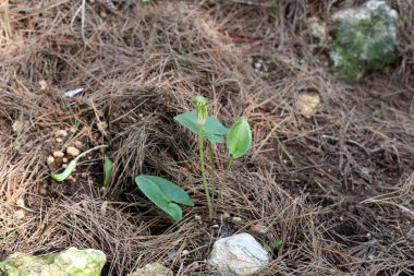 Kuzey İsrail'Doğa ve kış çiçek resimlerini kapat 