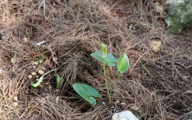 Kuzey İsrail'Doğa ve kış çiçek resimlerini kapat 