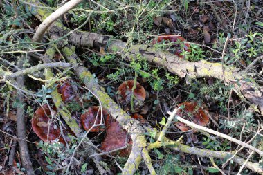 Kuzey İsrail'Doğa ve kış çiçek resimlerini kapat 