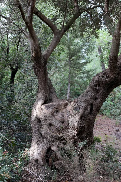 Fotos Natureza Flores Inverno Perto Norte Israel — Fotografia de Stock