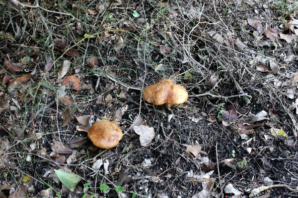 Fotografías Naturaleza Las Flores Invierno Cerca Norte Israel —  Fotos de Stock