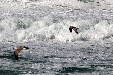 fırtına ve Akdeniz'de Kuzey İsrail rüzgarda 