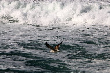 fırtına ve Akdeniz'de Kuzey İsrail rüzgarda 