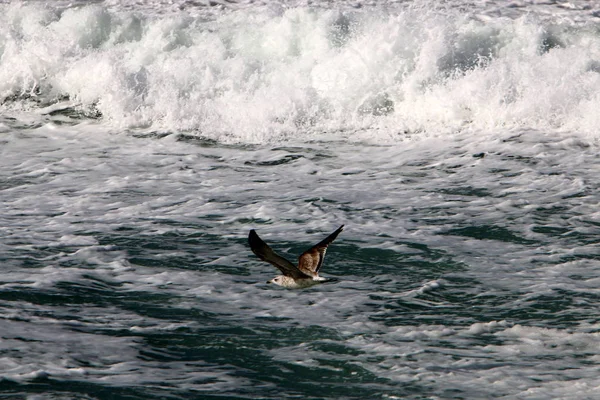 fırtına ve Akdeniz'de Kuzey İsrail rüzgarda 